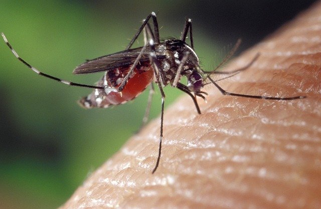 Kako da zaštitite sebe tokom leta od ujeda komaraca i bolesti koje mogu da nose 