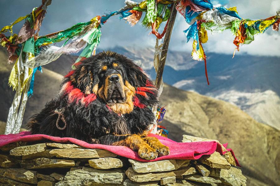 Rasa koja je osvojila svet svojom dobrotom – tibetanski mastif